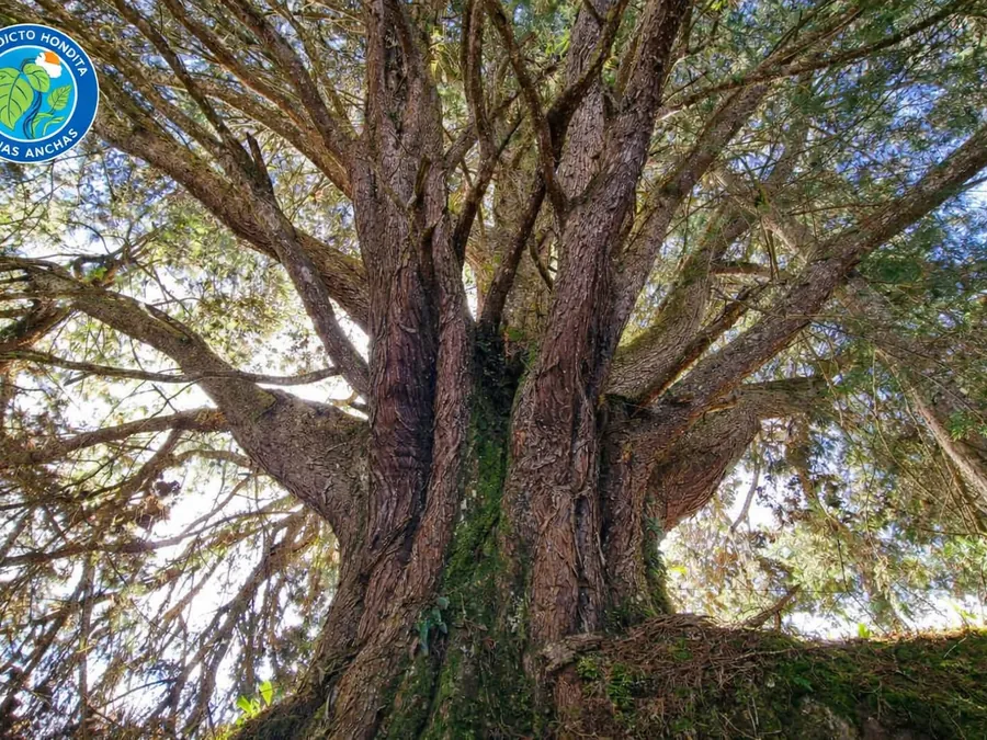 Bosque nativo que protege la fuente de agua del acueducto Hondita Hojas Anchas